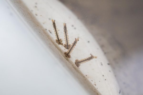 Mille pattes de maison : quelles astuces pour s&rsquo;en débarasser ?