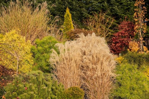 Quels arbustes planter en septembre ?