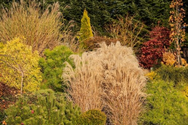Quels arbustes planter en septembre ?