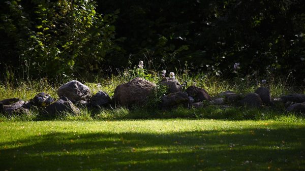 Pourquoi votre gazon jaunit chaque été et que faire pour l&rsquo;éviter