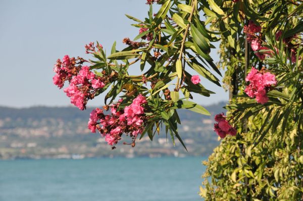 Comment tailler un laurier-rose sans risquer de le faire mourir